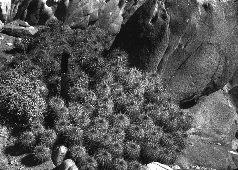 copiapoa coquimbense